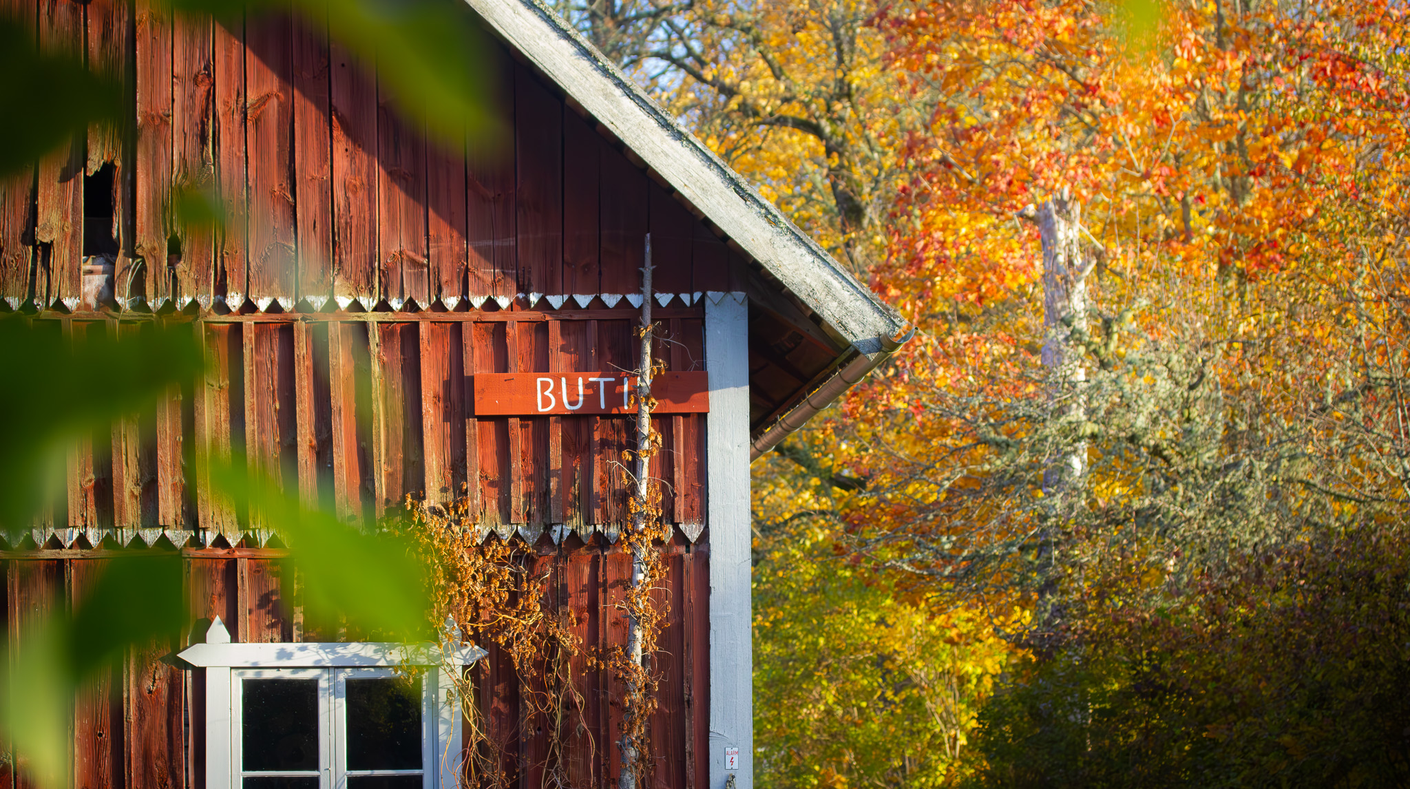 Ett falurött hus med en skylt där det står butik. Höstträd i bakgrunden