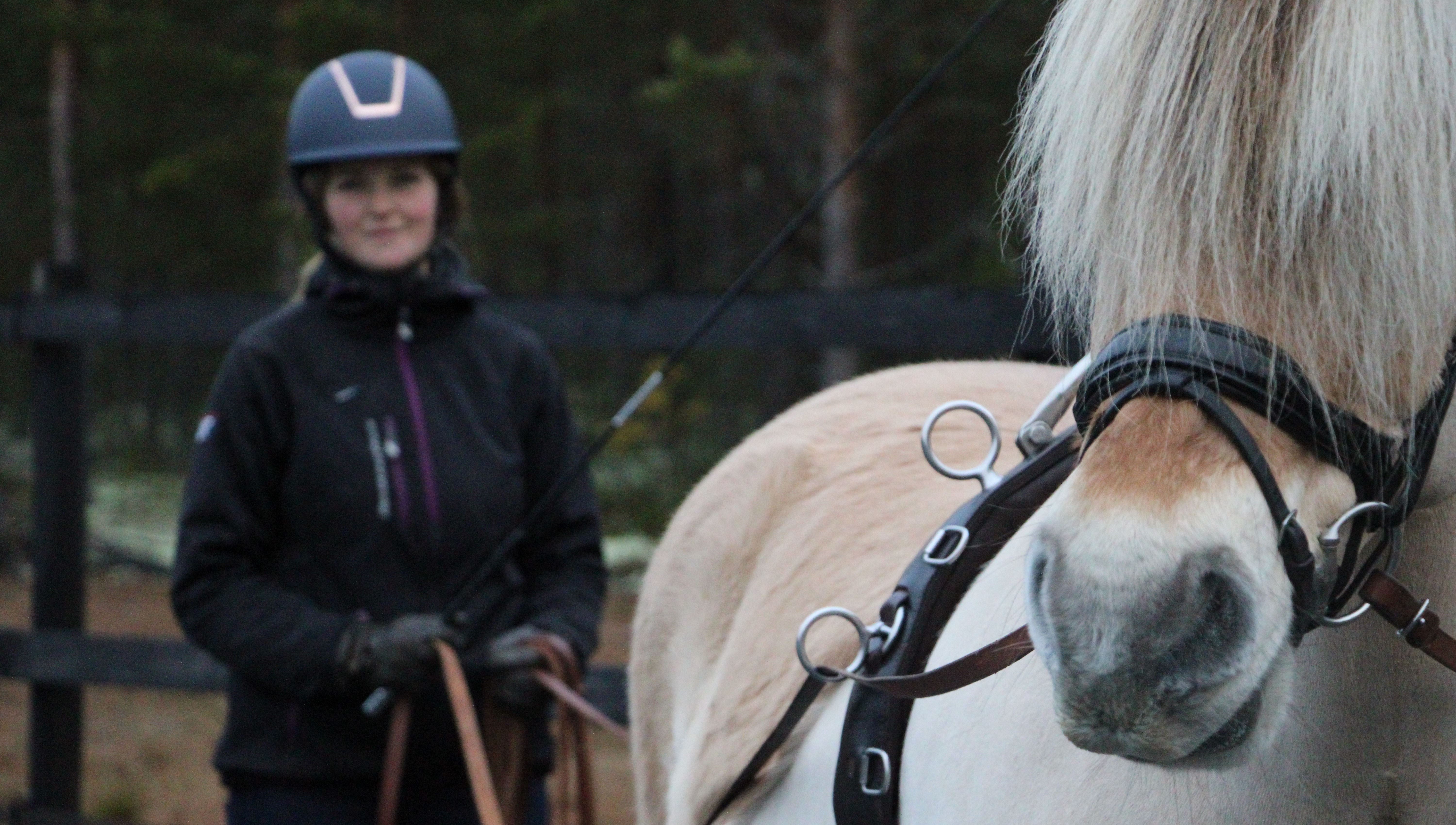 Häst i förgrunden med kvinna i bakgrunden som håller i tömmar