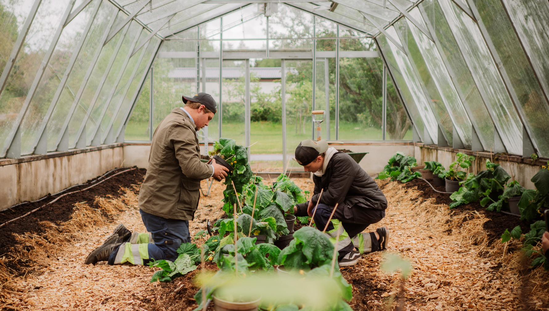 Två elever jobbar med växter på marken i ett växthus