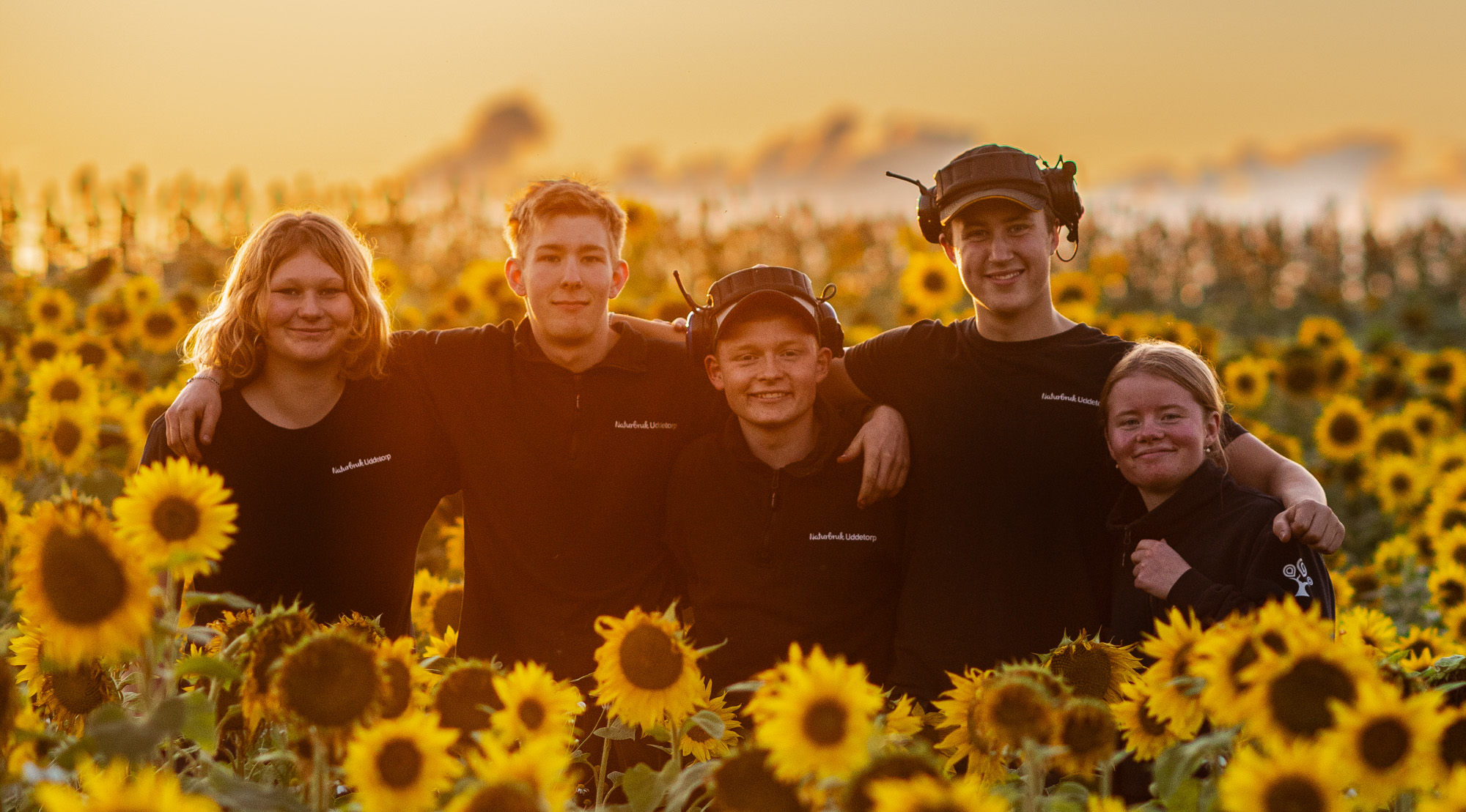 Fem elever står bredvid varandra i solrosfält och solnedgång